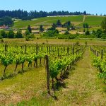 Oregon winery