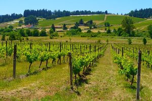 Oregon winery