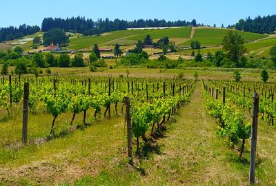 Oregon winery