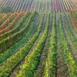 countryside vineyard