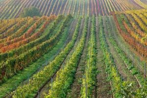 countryside vineyard
