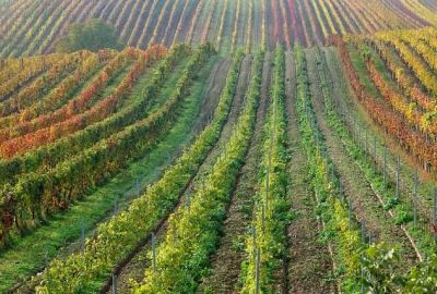 countryside vineyard